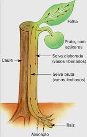 seiva seiva