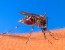 Dengue – Saiba sobre a transmissão, sintomas e o vetor.