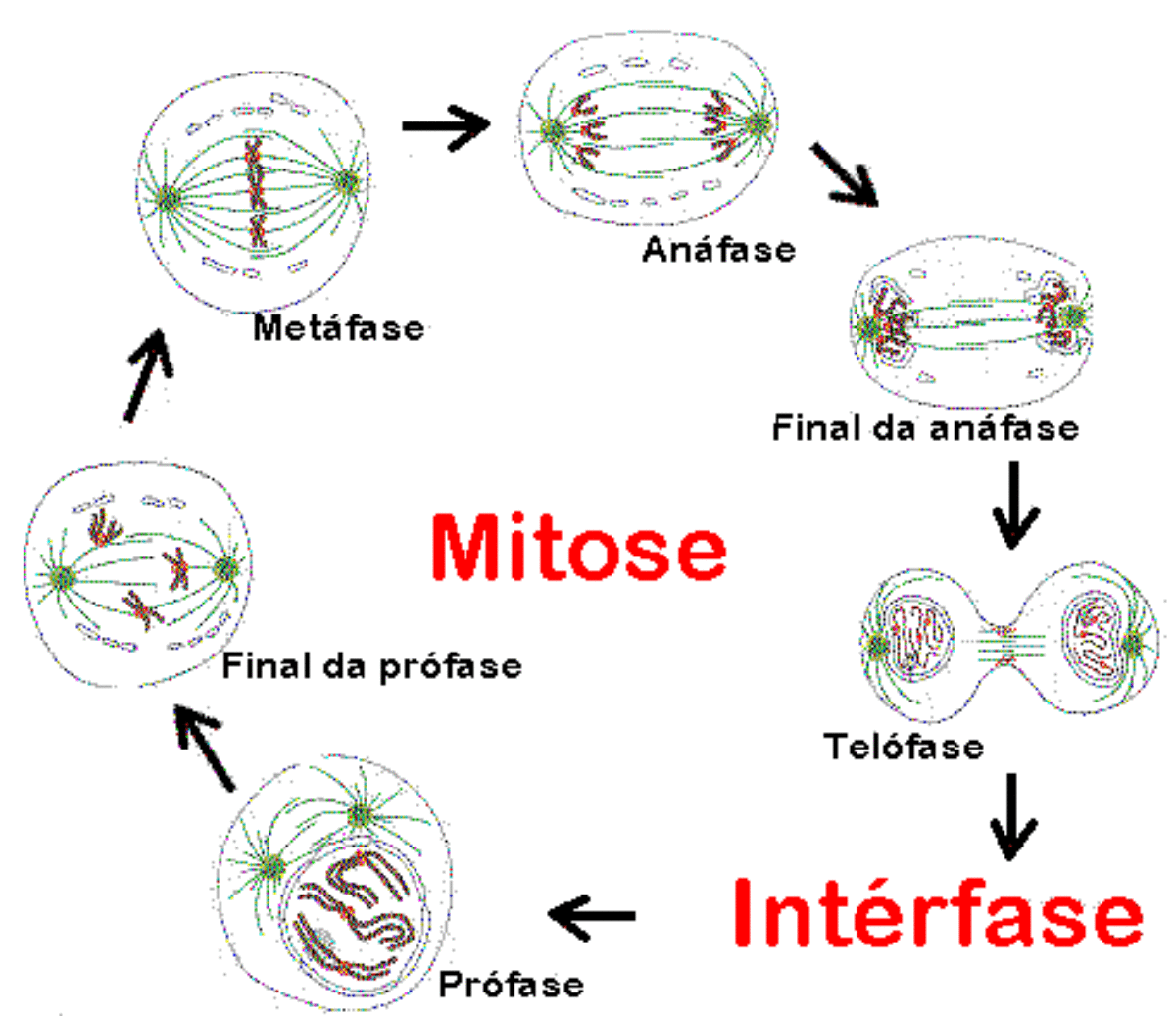 Divisão Celular – Mitose