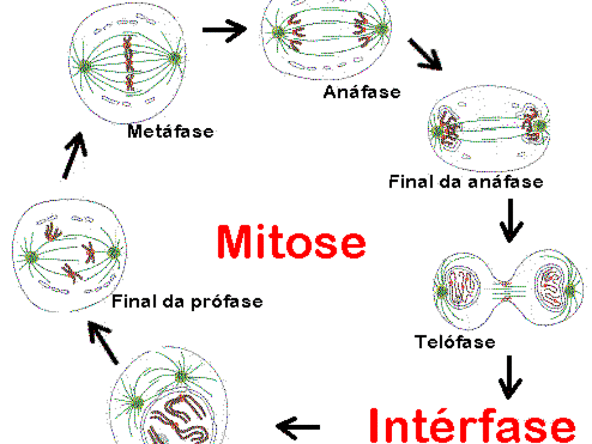 Profase Da Mitose Marcada Resumo De Anáfase: Ciclo Celular, Fases E