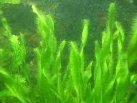 Algas Marinhas