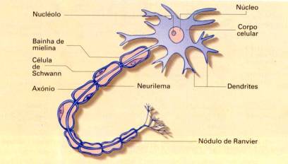 Neurônio Neurônio