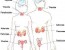 Principais Glândulas do Sistema Endócrino