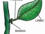 Anatomia das Folhas