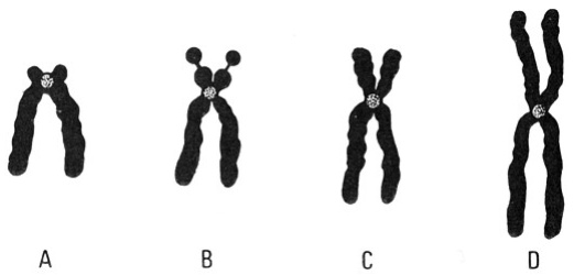 cromossomos