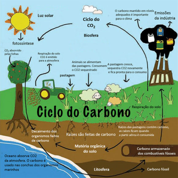 ciclo do carbono