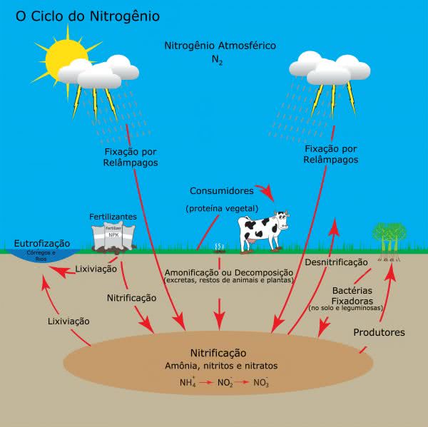 ciclo do nitrogenio