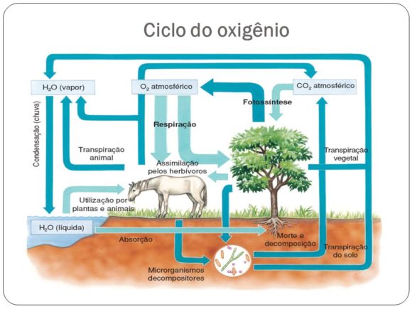 ciclo do oxigenio