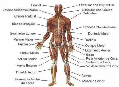 musculos do corpo humano